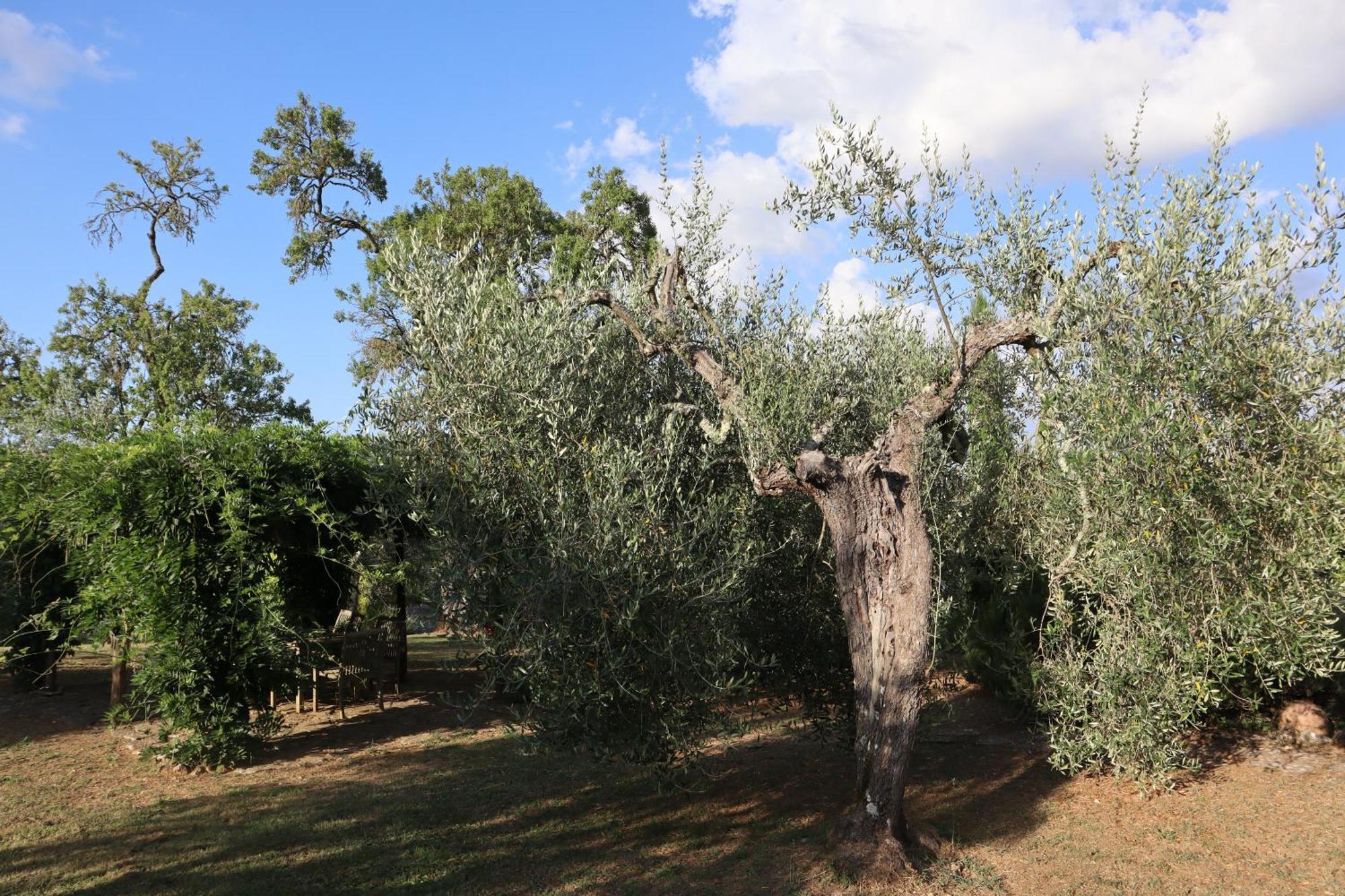 Abbadia Wine Relais Bed and Breakfast Montefollonico Buitenkant foto